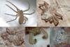 Philodromus sp.